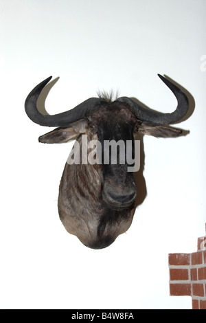 Colpo ripieni di selvaggina selvatica trofeo testa di bisonte appesi in una casa privata Hampshire England Regno Unito Foto Stock