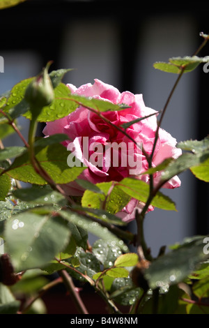 Rosa rosa fiore dopo la pioggia a Londra N10 Inghilterra Foto Stock