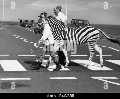 Humbug la zebra attraversa una zebra crossing in Tynemouth sul suo modo al circo Foto Stock