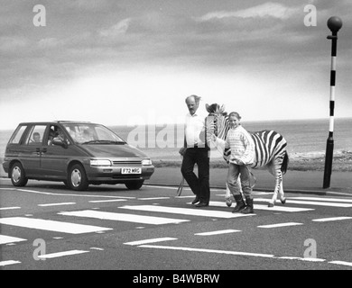 Humbug la zebra attraversa una zebra crossing in Tynemouth sul suo modo al circo Foto Stock