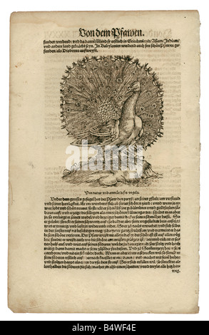 Zoologia / Animali, libri di testo, 'Historia animalium', di Conrad Gessner, Zurigo, Svizzera, 1551 - 1558, volatili (Pavo), legno tagliato, Foto Stock