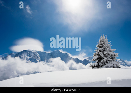 Abete coperto di neve fresca Foto Stock