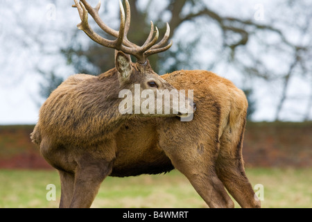 Red Deer in Wollaton Park Nottingham Foto Stock