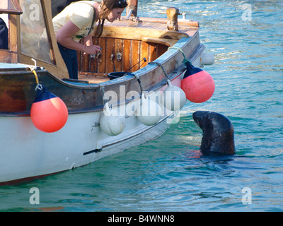 Guarnizione grigio, Halichoerus grypus a Newquay Harbour accanto a una barca in cerca di cibo Foto Stock