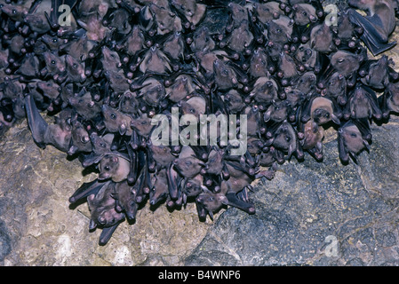 Un gruppo di volpi volanti noti anche come pipistrelli della frutta in una grotta nelle isole Seychelle. Foto Stock