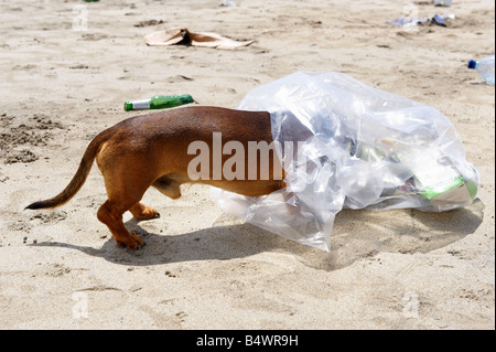 Cane con la testa in sacchetto di immondizia Foto Stock