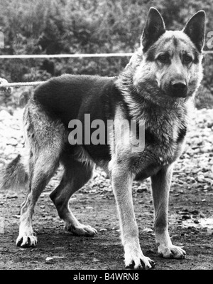 Una immagine di un cane alsaziano Foto Stock