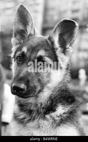 Una immagine di un cane alsaziano Foto Stock