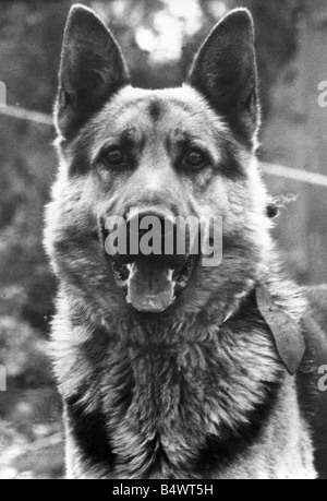 Una immagine di un cane alsaziano Foto Stock