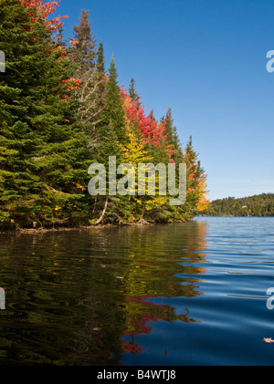 Autunno rosso con foglie di acero lungo il st John fiume fiume saint john in New Brunswick Canada Foto Stock