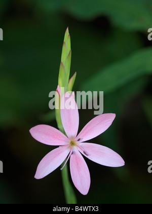 Rosa Giglio Kaffir, Schizostylis coccinea Foto Stock