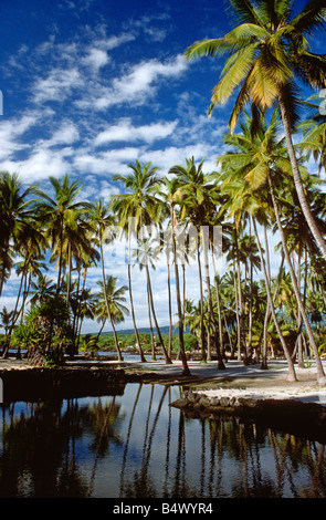 Palme di cocco Pu uhonua O Honaunau città di rifugio di Isola di Hawaii USA Foto Stock