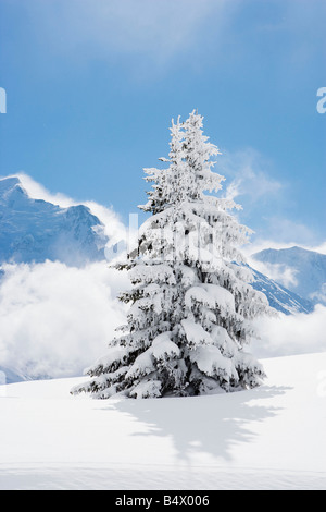 Abete coperto di neve fresca Foto Stock
