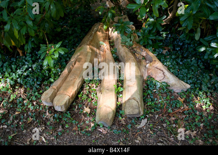 Tree Arte Syon Park Gardens Londra Inghilterra REGNO UNITO Foto Stock