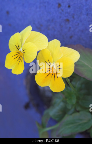 Primo piano di violas giallo fiorito inverno piantato in un contenitore blu su sfondo blu, Regno Unito Foto Stock