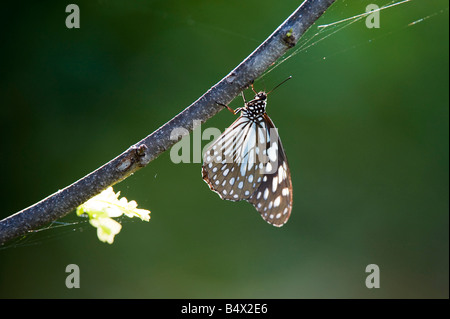 Tirumala limniace. Blue tiger butterfly nella luce del mattino nella campagna indiana. Andhra Pradesh, India Foto Stock