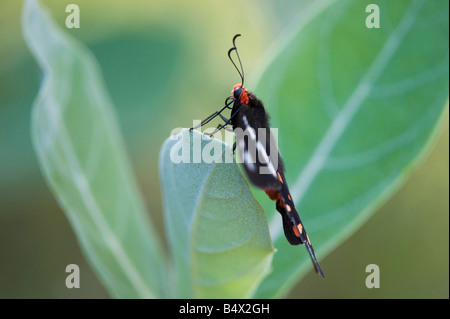 Pachliopta hector. Crimson Butterfly Rose in appoggio su una corona di fiori [foglia Calotropis gigantea] nella campagna indiana. Andhra Pradesh, India Foto Stock