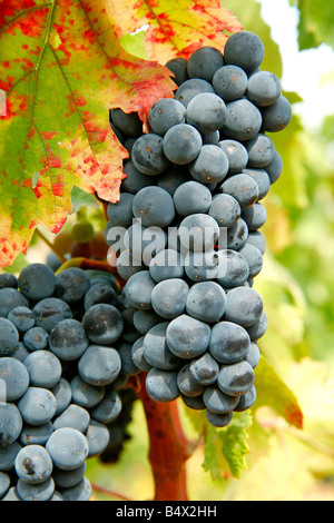 Da uve a bacca rossa. Priorat, Tarragona. La Catalogna. Spagna Foto Stock