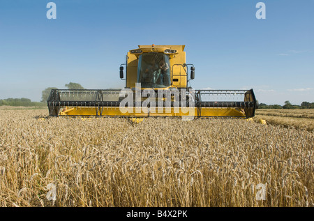 Mietitrebbia in campo di grano Foto Stock