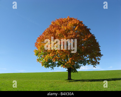 Un colorato albero solitario a stagione autunnale Foto Stock