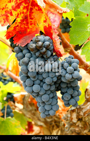 Da uve a bacca rossa. Priorat, Tarragona. La Catalogna. Spagna Foto Stock