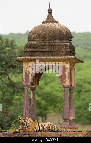 Royal tigre del Bengala in un antico choti chattri nel bosco selvatico di Ranthambhore, Rajasthan, India. (Panthera Tigris) Foto Stock