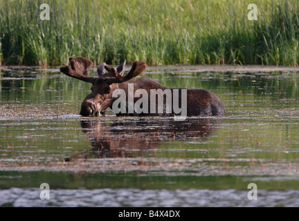 Moose Alces alces bull alimentando in isola galleggiante Lago Yellowstone Park in luglio Foto Stock