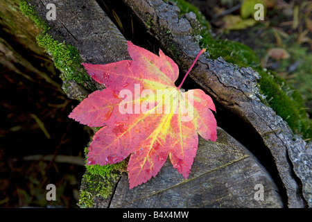 Il mondo s più perfetta di belle foglie di vite foglie di acero andare rosso e oro durante la collezione autunno cambiamento di colore Foto Stock