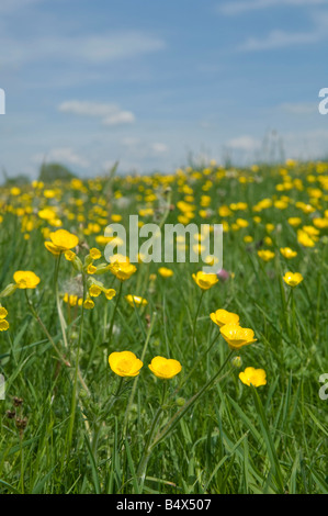 Close-up di renoncules e cowslips Foto Stock