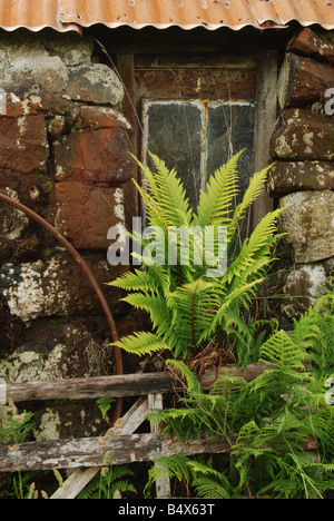 Felce Dryopteris crescente nella finestra di un vecchio edificio rurale sull'Isola di Skye in Scozia, Regno Unito. Foto Stock