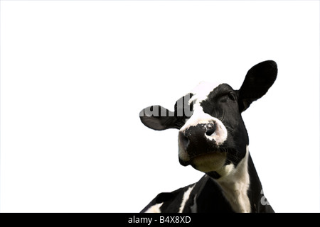 La testa di un bianco e nero vacca Holstein isolato su sfondo bianco con gli animali le orecchie completamente mostra. Foto Stock