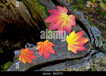 Il mondo s più perfetta di belle foglie di vite foglie di acero andare rosso e oro durante la collezione autunno cambiamento di colore Foto Stock