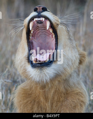 Leone che rugge Foto Stock