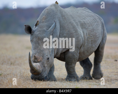 Il pascolo di rinoceronte di erba Foto Stock