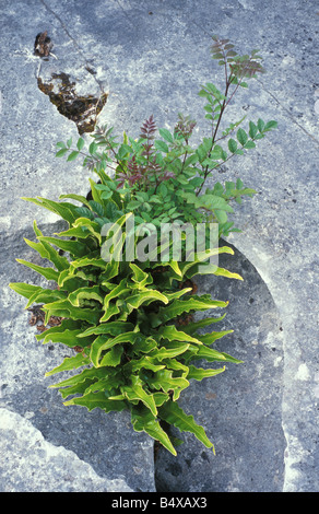 Andatura carriole riserva naturale nazionale Lancashire Inghilterra hart stongue fern sul marciapiede di calcare Foto Stock