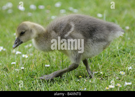 Graylag pulcino di oca di mangiare in un campo di margherite. Foto Stock