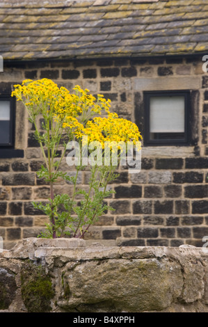 Comune di erba tossica (Jacobaea vulgaris) cresce e fiori sulla parete alta Agriturismo Casa pubblica Cookridge Leeds West Yorkshire Regno Unito Europa Foto Stock