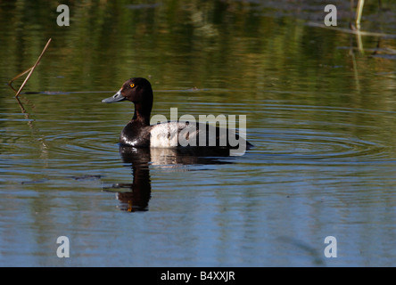 Lesser Scaup Aythya affinis maschio su un laghetto nei pressi di Henry's Lake Park in luglio Foto Stock