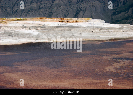 Terrazze di travertino di Mammoth Hot Springs Yellowstone Park in luglio Foto Stock