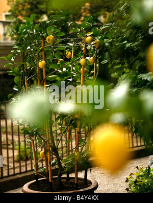 Gli alberi di limone,orto botanico di Padova,il più antico del mondo accademico giardino botanico,Padova,veneto,Italia Foto Stock