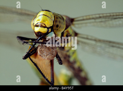 Southern hawker Dragonfly, Aeshna cyanea, femmina. Kent, Inghilterra meridionale, Regno Unito. Foto Stock