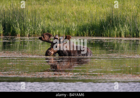 Moose Alces alces bull alimentando in isola galleggiante Lago Yellowstone Park in luglio Foto Stock