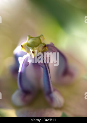 Fiore di corona , Indiana Milkweed ; Pua kalaunu Foto Stock