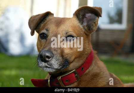 Parsons Jack Russell Terrier Cross Foto Stock