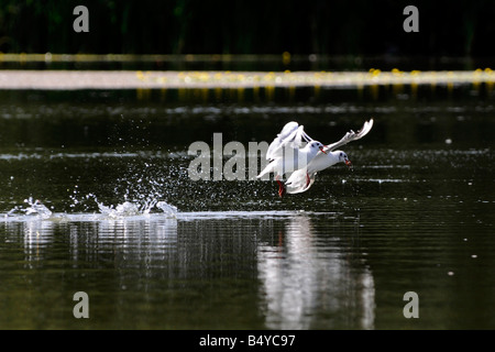 Coppia di testa nera gabbiani piomba sulla superficie dell'acqua e la cattura di pesci piccoli. Belhus Park. Foto Stock