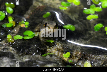 Tadpole della rana comune su una roccia circondato da alghe. Foto Stock