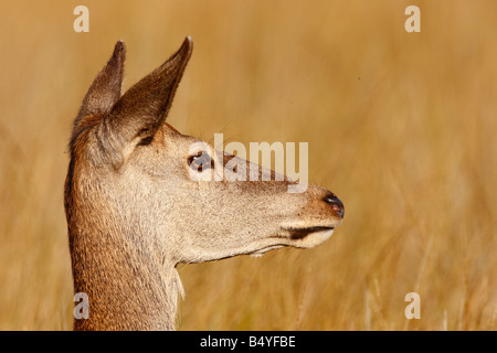 Red Deer Cervus Elaphus hind close up della testa Richmond Park London Foto Stock