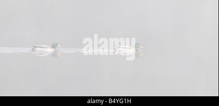 Germani reali Anas platyrhynchos nuoto nella nebbia Paxton box Cambridgeshire Foto Stock