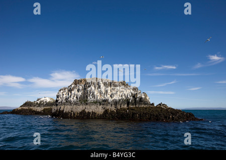 Uccelli e scogliere vicino a Flatey in Breidafjordur Foto Stock