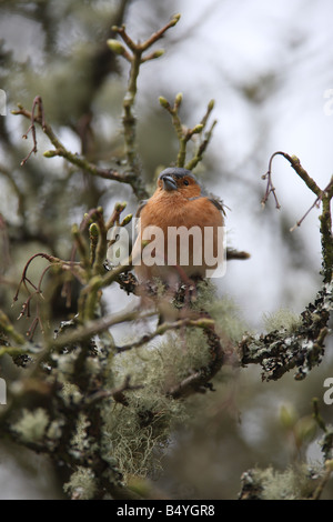 Fringuello Fringilla coelebs maschio si appollaia su lichene ramo coperti Foto Stock